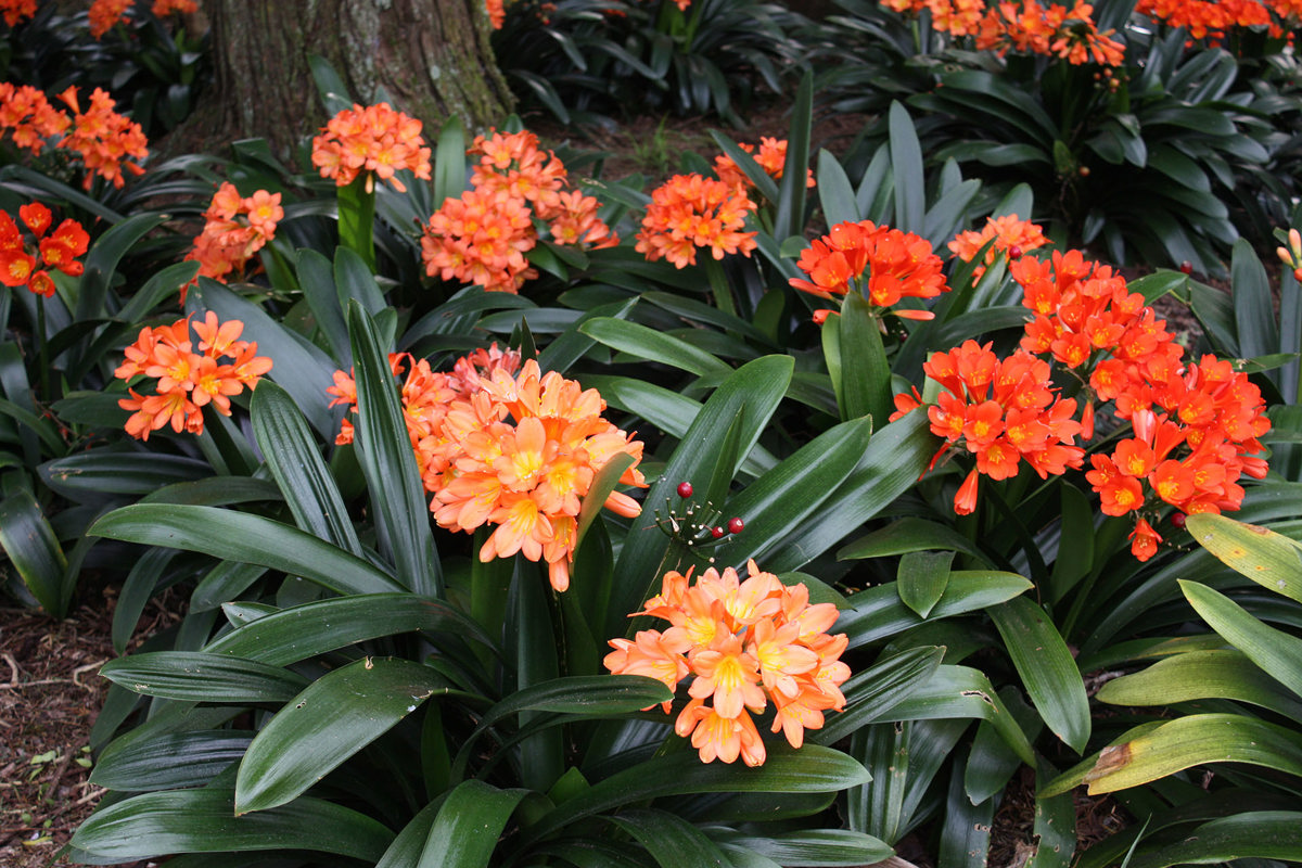 Clivia miniata (3).jpg